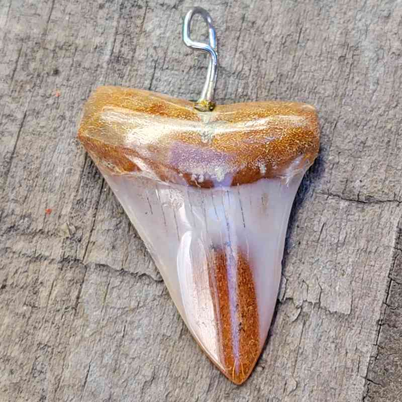 Bakersfield Polished Shark Tooth Pendants