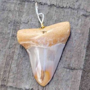 Bakersfield Megalodon Pendant