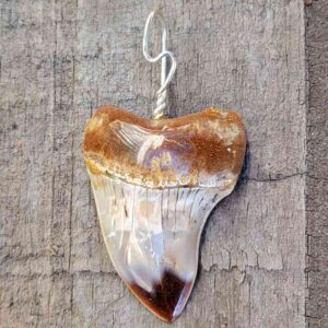 Bakersfield Megalodon Pendant