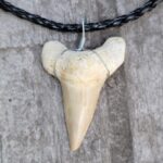 Otodus Shark Tooth Necklace