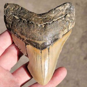 Fossil Megalodon tooth