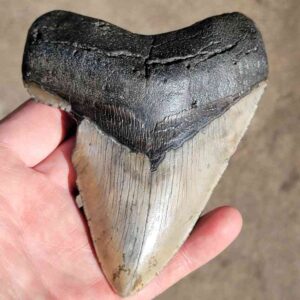 Fossil Megalodon tooth