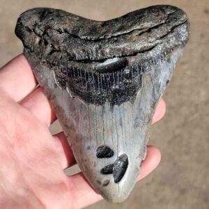 Fossil Megalodon tooth