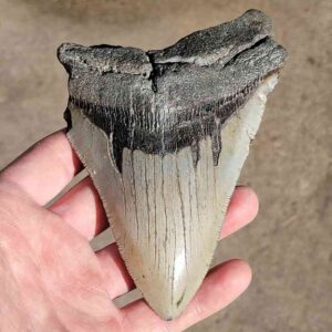 Fossil Megalodon tooth