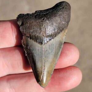 Fossil Megalodon tooth