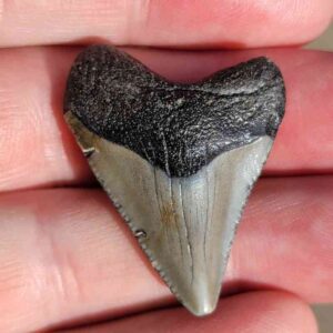 Fossil Megalodon tooth