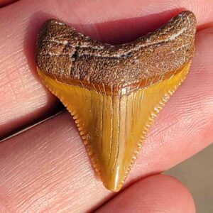 Fossil Megalodon tooth