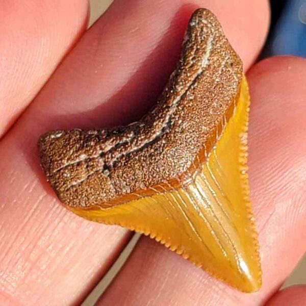 Fossil Megalodon tooth