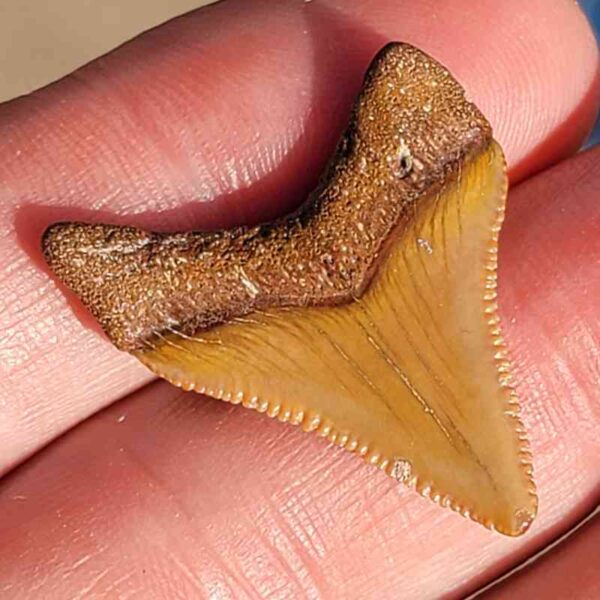 Fossil Megalodon tooth