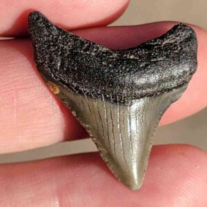 Fossil Megalodon tooth