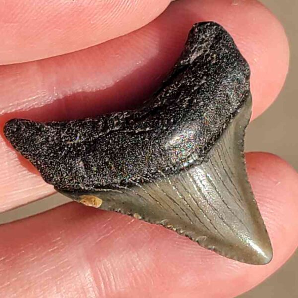 Fossil Megalodon tooth