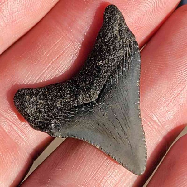 Fossil Megalodon tooth