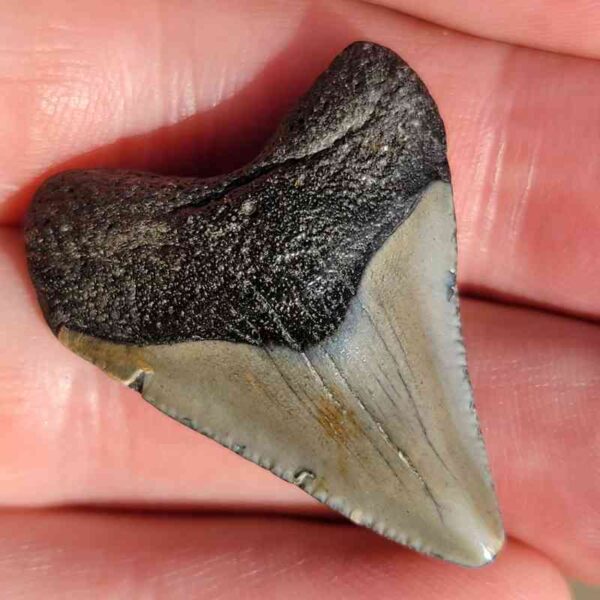 Fossil Megalodon tooth