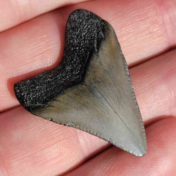 Fossil Megalodon tooth