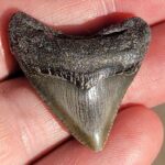 Fossil Megalodon tooth