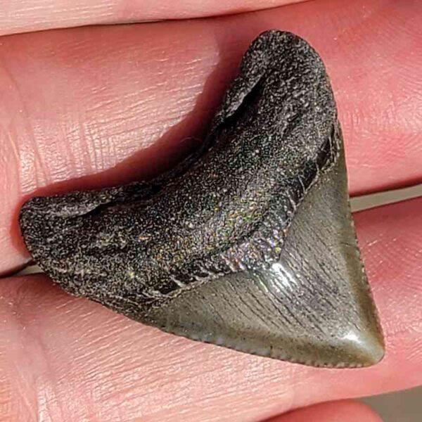 Fossil Megalodon tooth