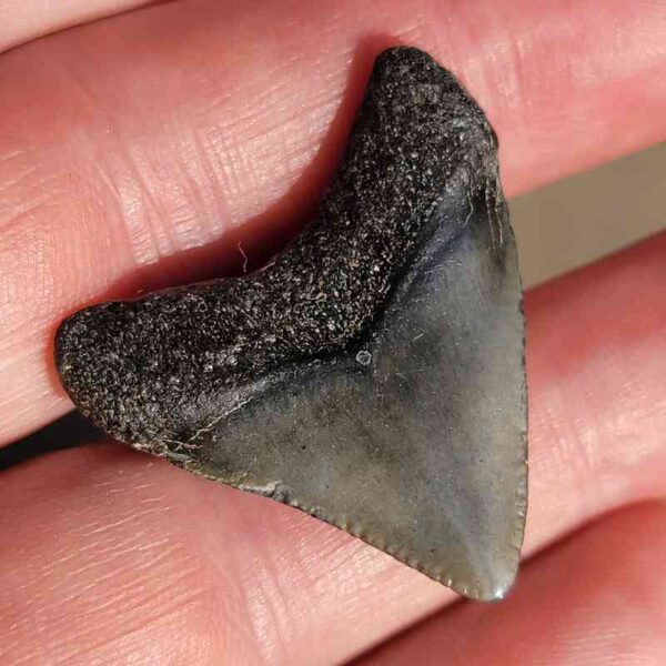 Fossil Megalodon tooth