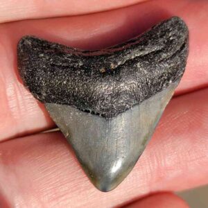 Fossil Megalodon tooth