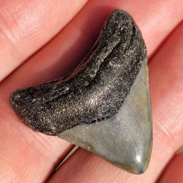 Fossil Megalodon tooth