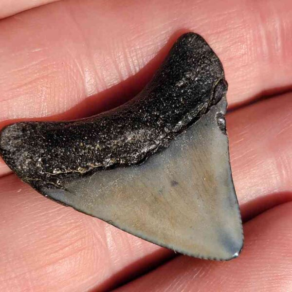 Fossil Megalodon tooth