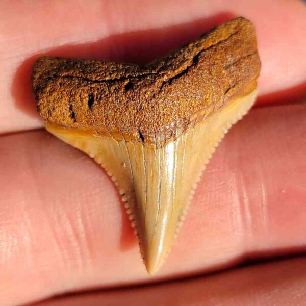 Fossil Megalodon tooth