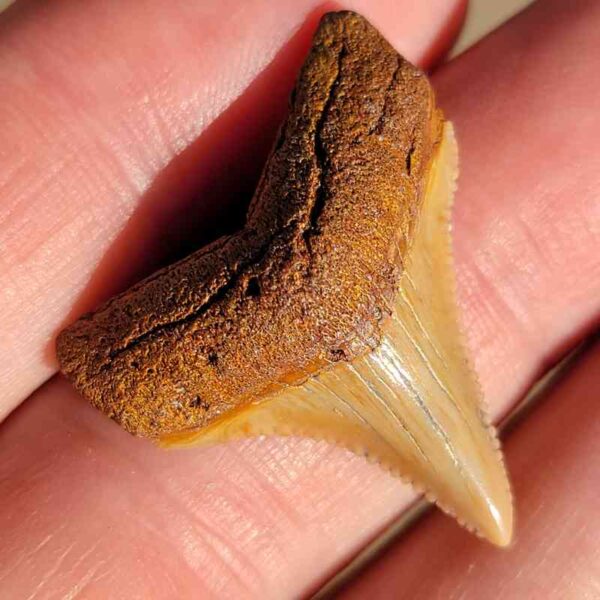 Fossil Megalodon tooth