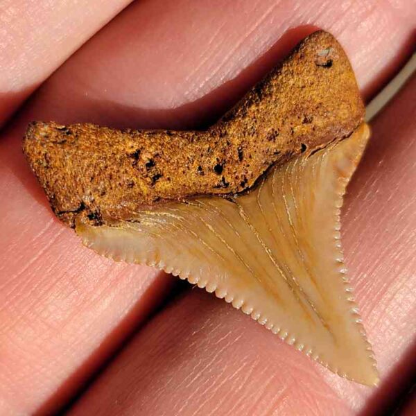 Fossil Megalodon tooth