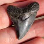 Fossil Megalodon tooth