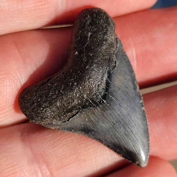 Fossil Megalodon tooth