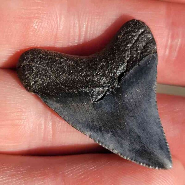 Fossil Megalodon tooth