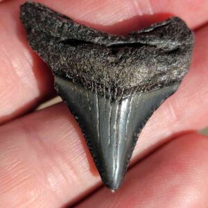 Fossil Megalodon tooth