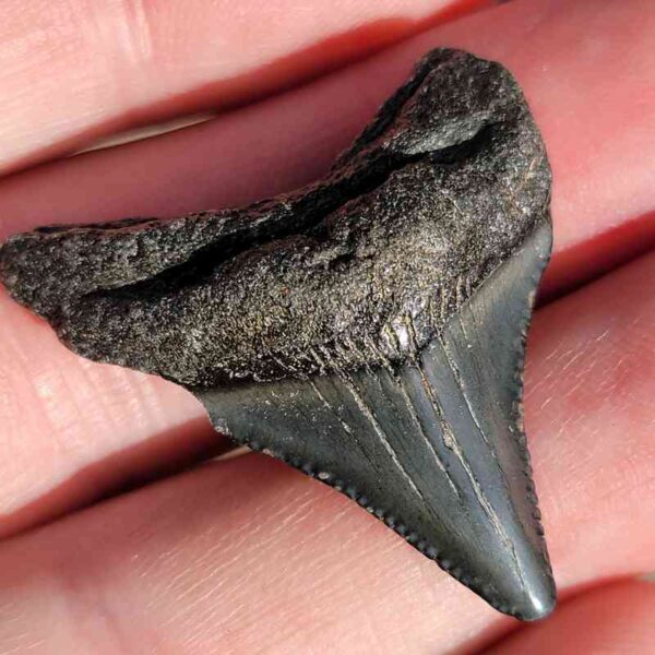 Fossil Megalodon tooth