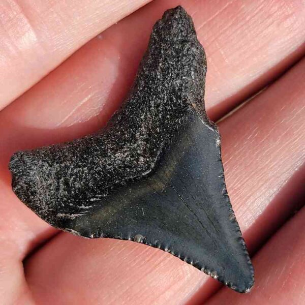 Fossil Megalodon tooth