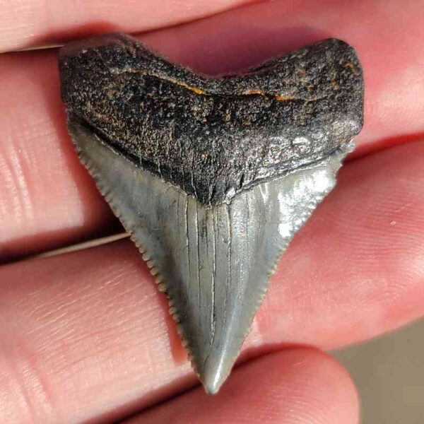 Fossil Megalodon tooth