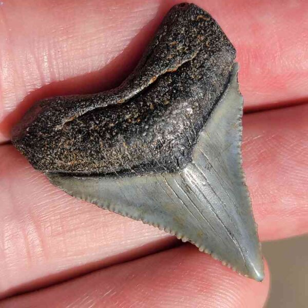 Fossil Megalodon tooth