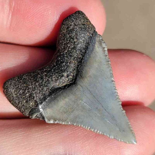 Fossil Megalodon tooth