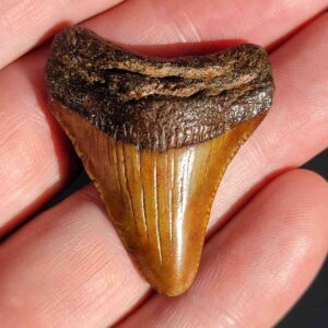 Fossil Megalodon tooth