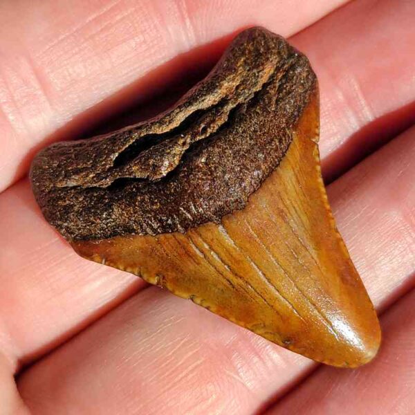 Fossil Megalodon tooth