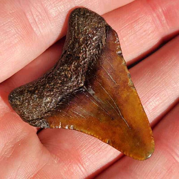 Fossil Megalodon tooth