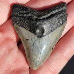 Fossil Megalodon tooth