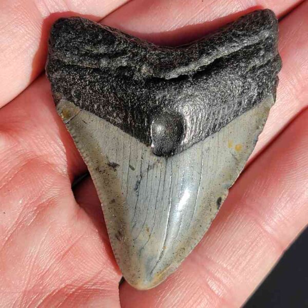 Fossil Megalodon tooth