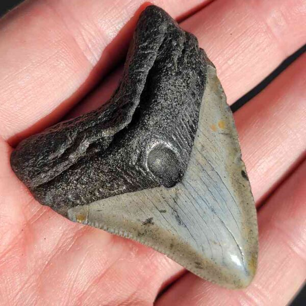 Fossil Megalodon tooth