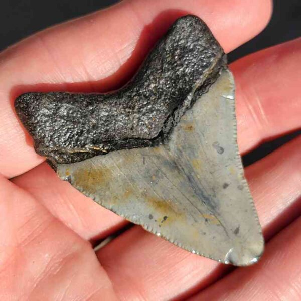 Fossil Megalodon tooth