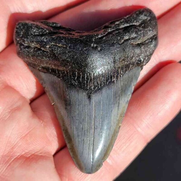 Fossil Megalodon tooth