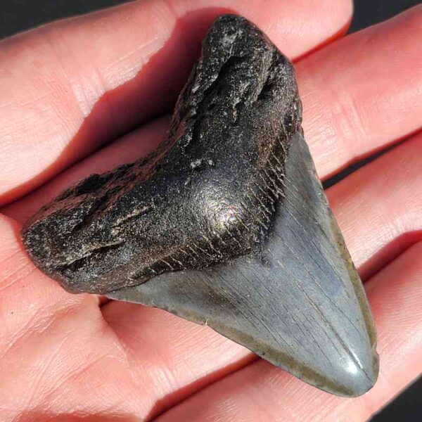 Fossil Megalodon tooth