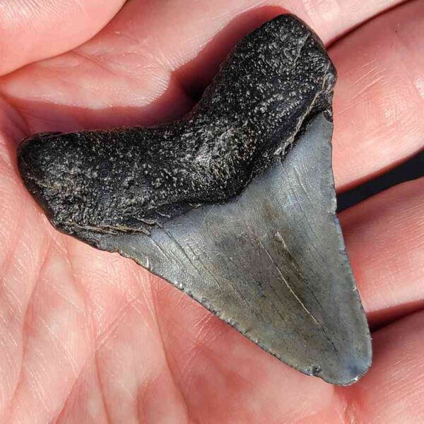 Fossil Megalodon tooth