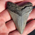 Fossil Megalodon tooth