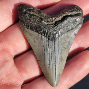 Fossil Megalodon tooth