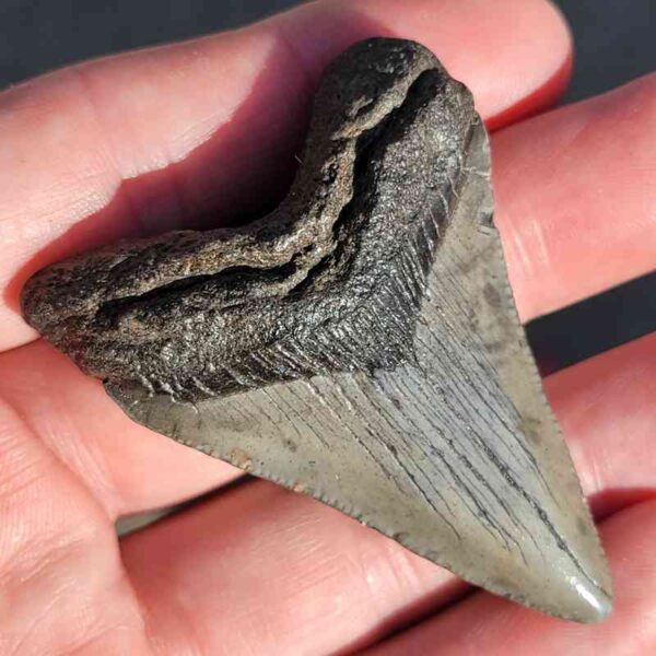 Fossil Megalodon tooth