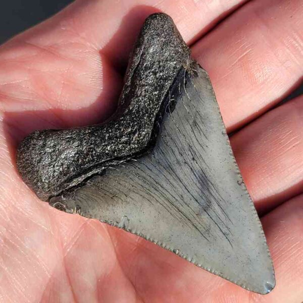 Fossil Megalodon tooth